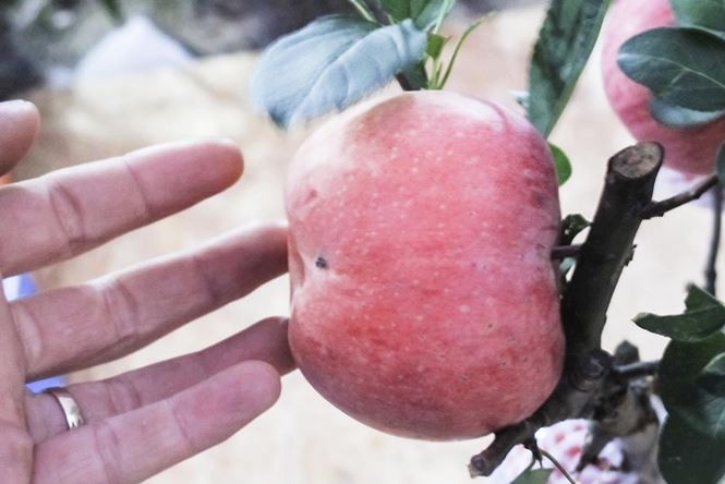 7 triệu một cây táo chơi Tết ở Hà Nội 7 triệu một cây táo chơi Tết ở Hà Nội